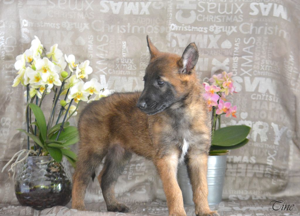 d'eroudur - Chiots disponibles - Berger Belge