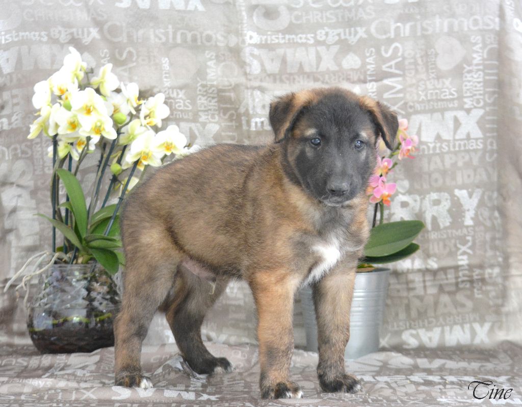 d'eroudur - Chiots disponibles - Berger Belge