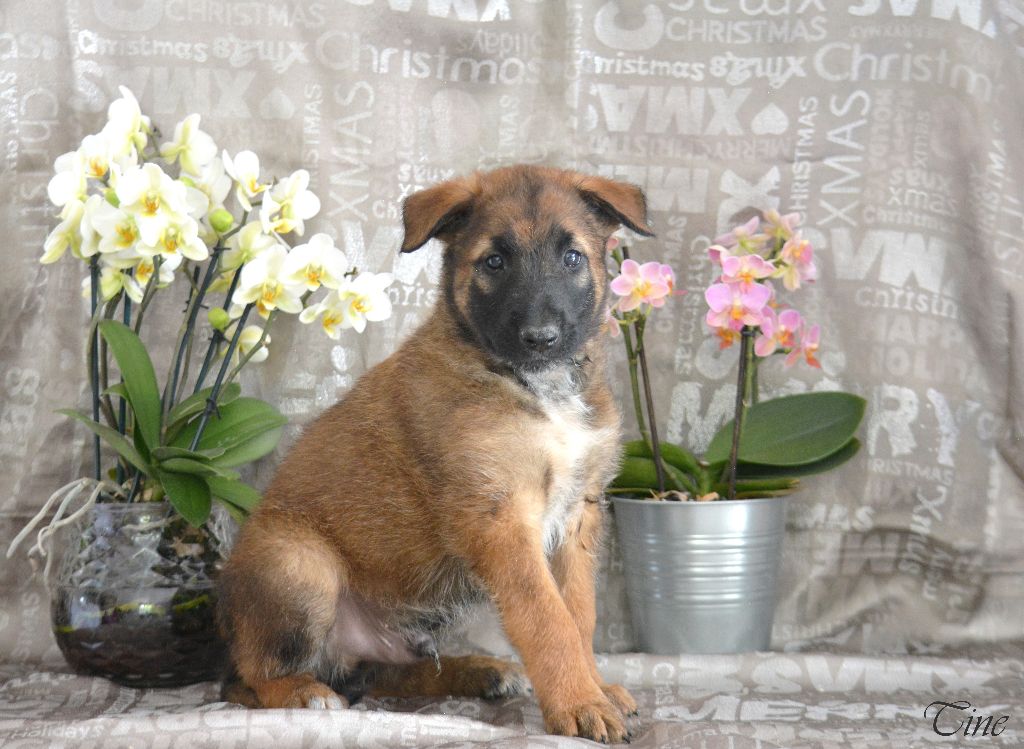 d'eroudur - Chiots disponibles - Berger Belge