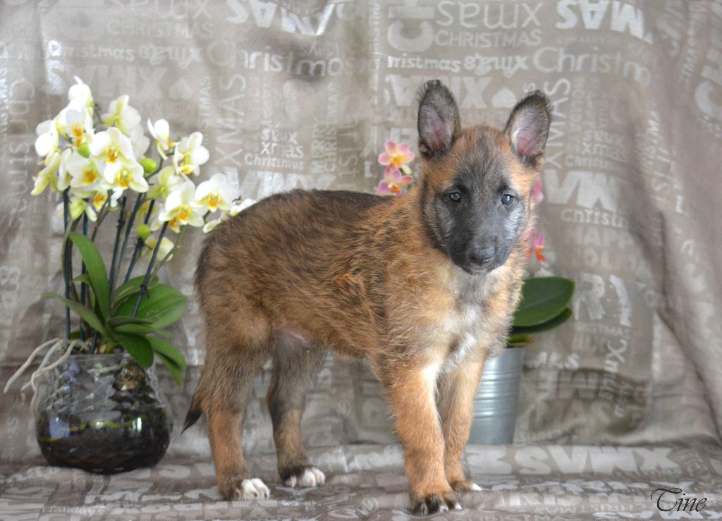 d'eroudur - Chiots disponibles - Berger Belge