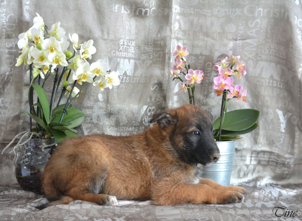 d'eroudur - Chiots disponibles - Berger Belge